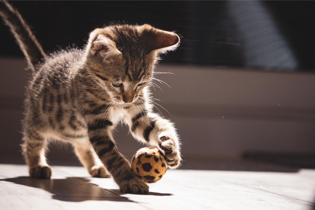 waarom spelen belangrijk is voor dieren